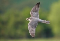 /album/birds-of-prey/hobby4-filtered-jpg/