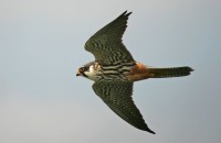 /album/birds-of-prey/a55-filtered-jpg1/