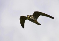 /album/birds-of-prey/go3z0040-jpg/