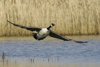 /album/geese/go3z0058-filtered-jpg/