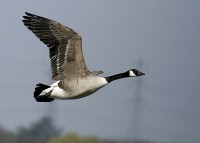 /album/geese/go3z0068-filtered-jpg/