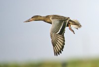 /album/photo-gallery-ducks/a2-filtered-jpg/