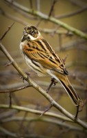 /album/passerines/go3z0059-jpg/
