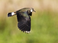 /album/lapwing/go3z0162-jpg1/