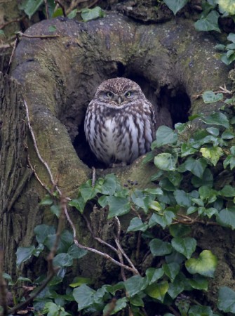 Little Owl