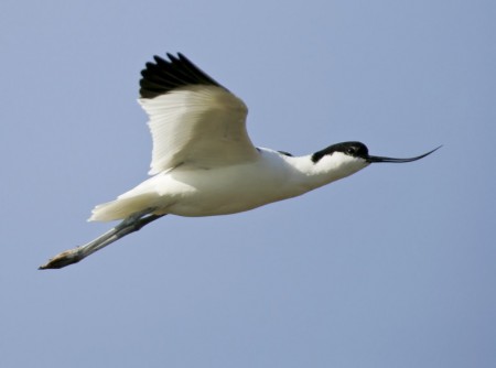 Avocet
