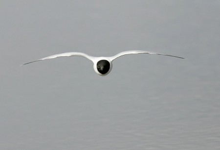 Little Gull