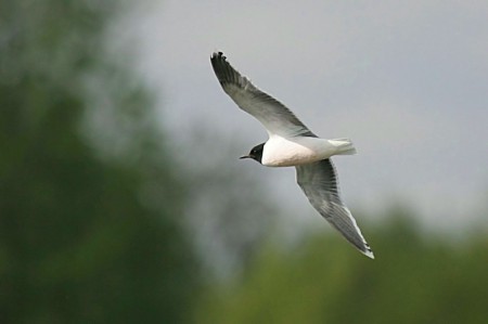 Little Gull