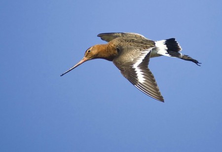 Black-Tailed Godwit