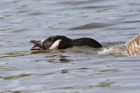 Canada Goose