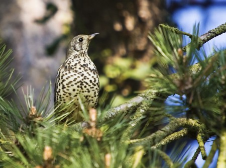Mistle Thrush