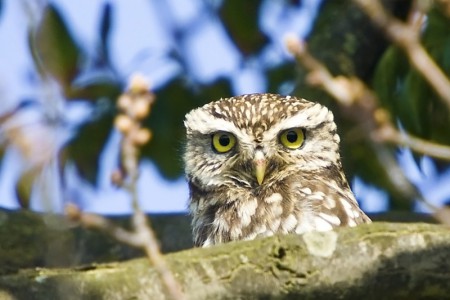 Little Owl