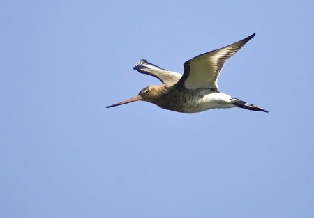Black-Tailed Godwit