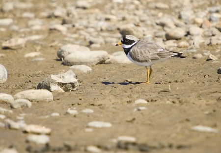 Ringed Plover