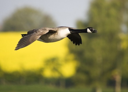 Canada Goose