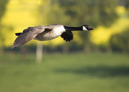 Canada Goose