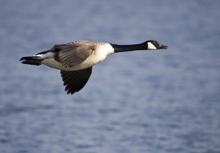 Canada Goose