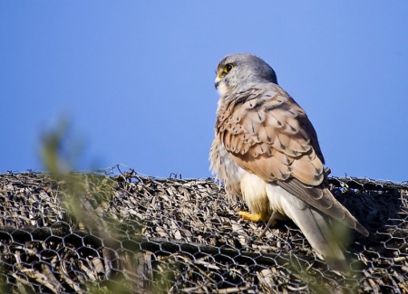 Kestrel