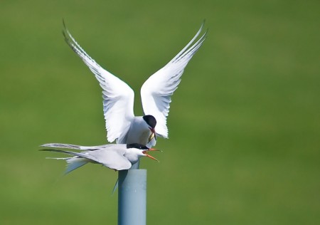 Common Tern