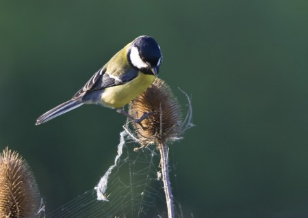 Great Tit