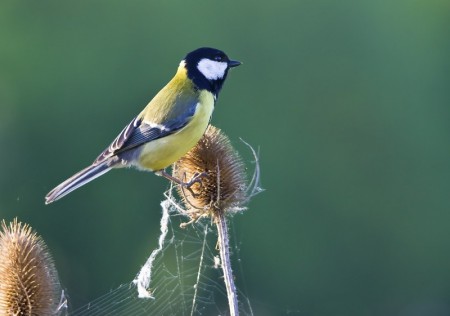 Great Tit