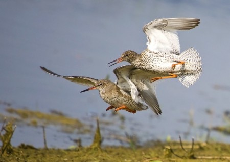 Redshank