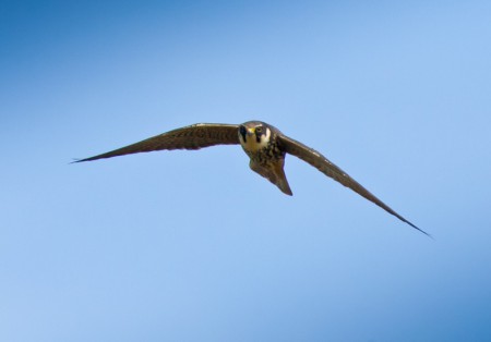 Hobby
