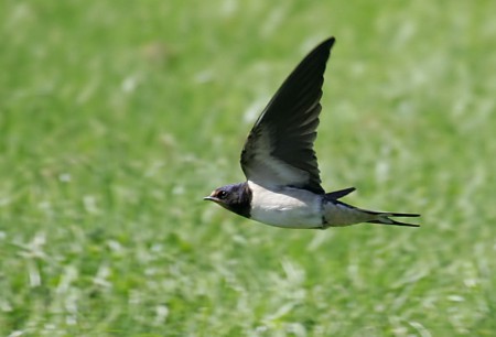 Swallow