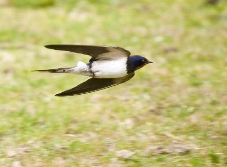 Swallow