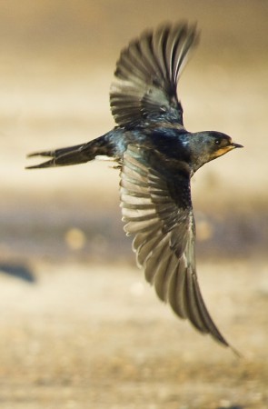 Swallow