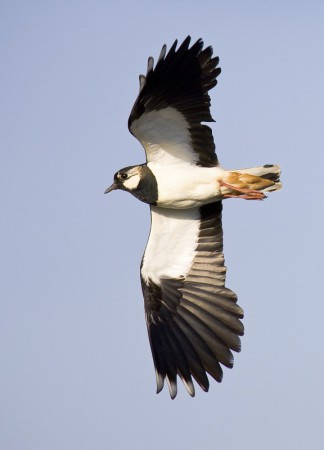 Lapwing